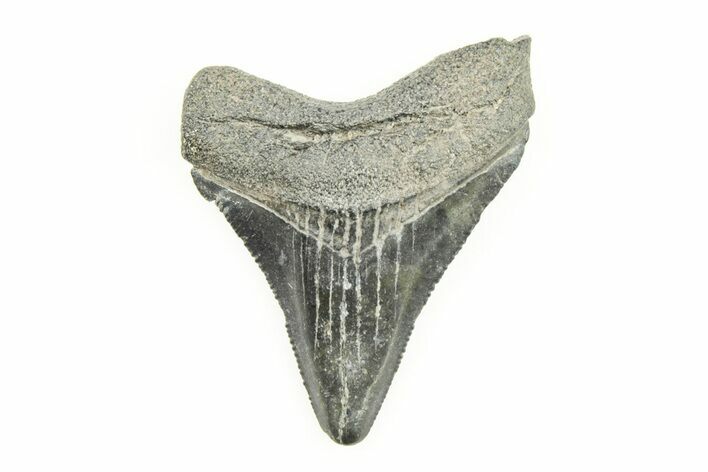 Serrated, Juvenile Megalodon Tooth - South Carolina #196121
